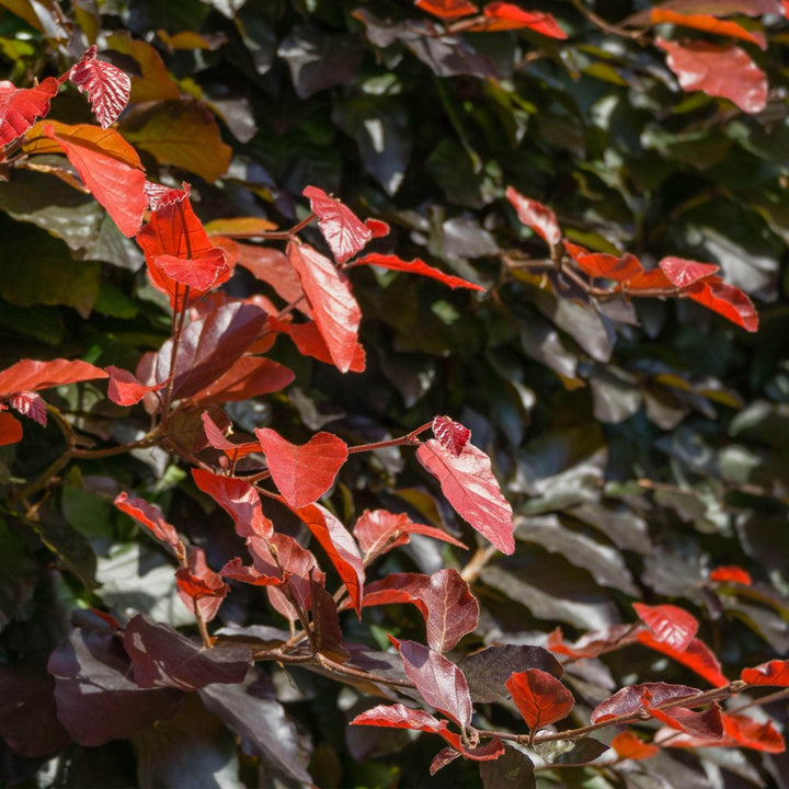 AcquaGarden Trees Fagus Purpurea Copper Beech Tree