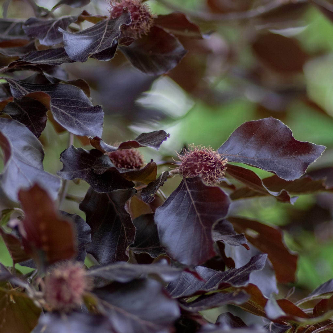 AcquaGarden Trees Fagus Purpurea Copper Beech Tree