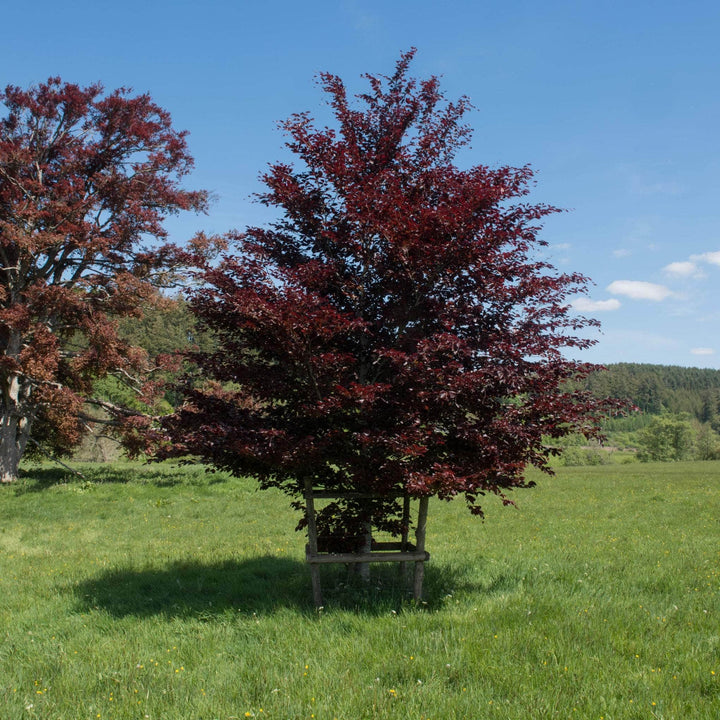 AcquaGarden Trees Fagus Purpurea Copper Beech Tree