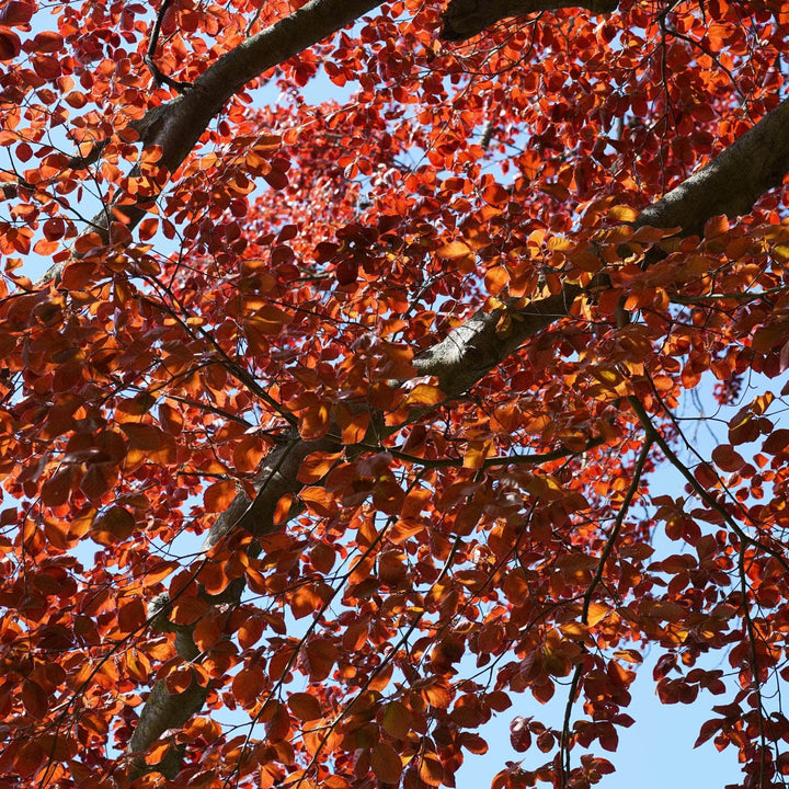 AcquaGarden Trees Fagus Purpurea Copper Beech Tree