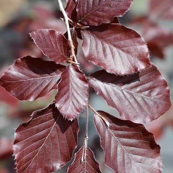AcquaGarden Trees Fagus Purpurea 'Purple Beech' Tree