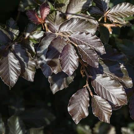 AcquaGarden Trees Fagus Purpurea 'Purple Beech' Tree