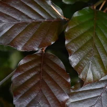 AcquaGarden Trees Fagus Purpurea 'Purple Beech' Tree