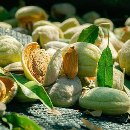 AcquaGarden Trees Flowering Almond Tree
