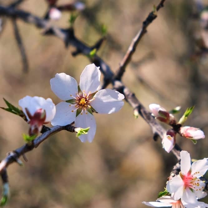AcquaGarden Trees Flowering Almond Tree