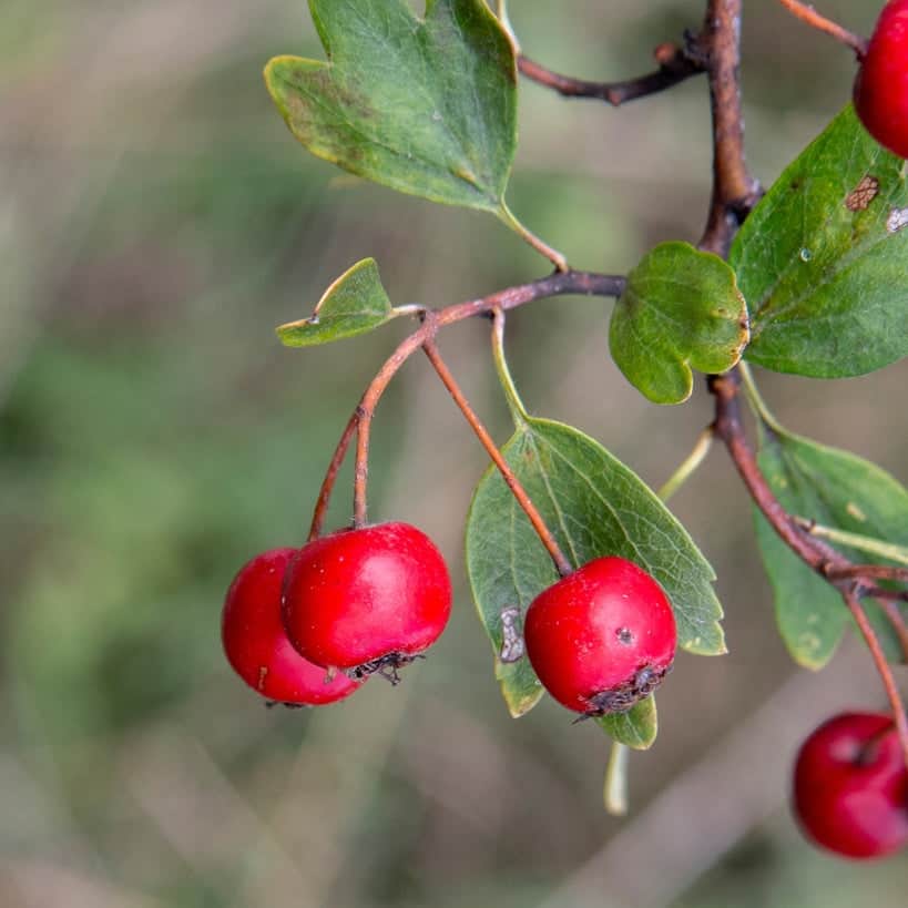 AcquaGarden Trees Hawthorne Tree 'Quickthorn'