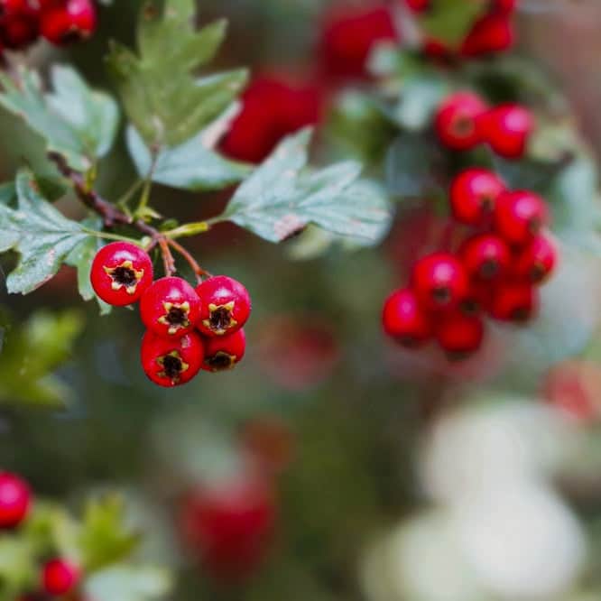 AcquaGarden Trees Hawthorne Tree 'Quickthorn'