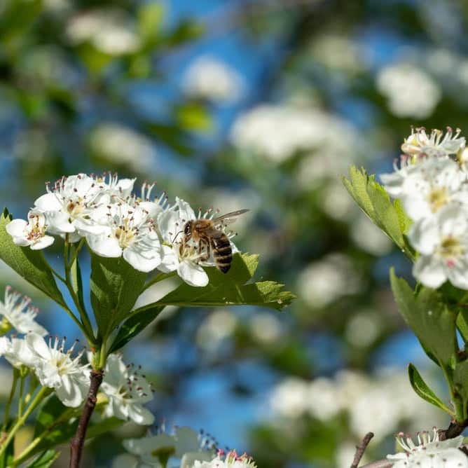 AcquaGarden Trees Hawthorne Tree 'Quickthorn'