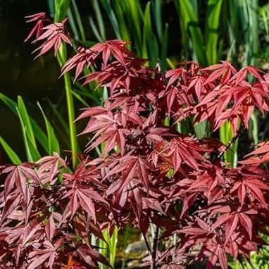 AcquaGarden Trees Japanese Maple 'Acer Palmatum' Purple Leaf