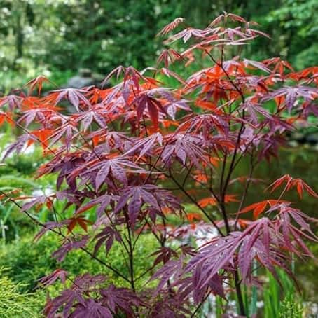 AcquaGarden Trees Japanese Maple 'Acer Palmatum' Purple Leaf