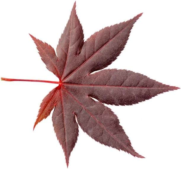 AcquaGarden Trees Japanese Maple 'Acer Palmatum' Purple Leaf