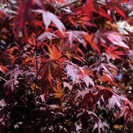 AcquaGarden Trees Japanese Maple 'Acer Palmatum' Purple Leaf