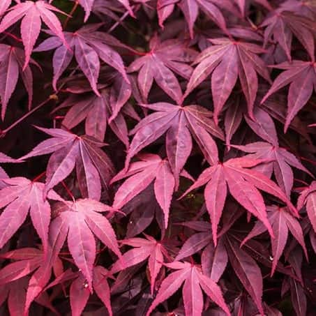AcquaGarden Trees Japanese Maple 'Acer Palmatum' Purple Leaf