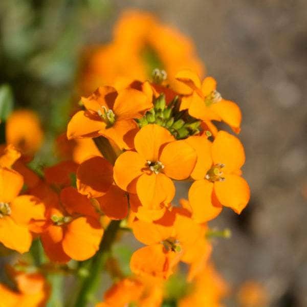 AcquaGarden Wallflower 'Cherianthus Orange'