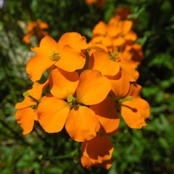 AcquaGarden Wallflower 'Cherianthus Orange'
