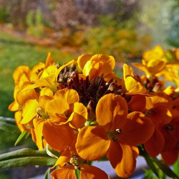 AcquaGarden Wallflower 'Cherianthus Orange'