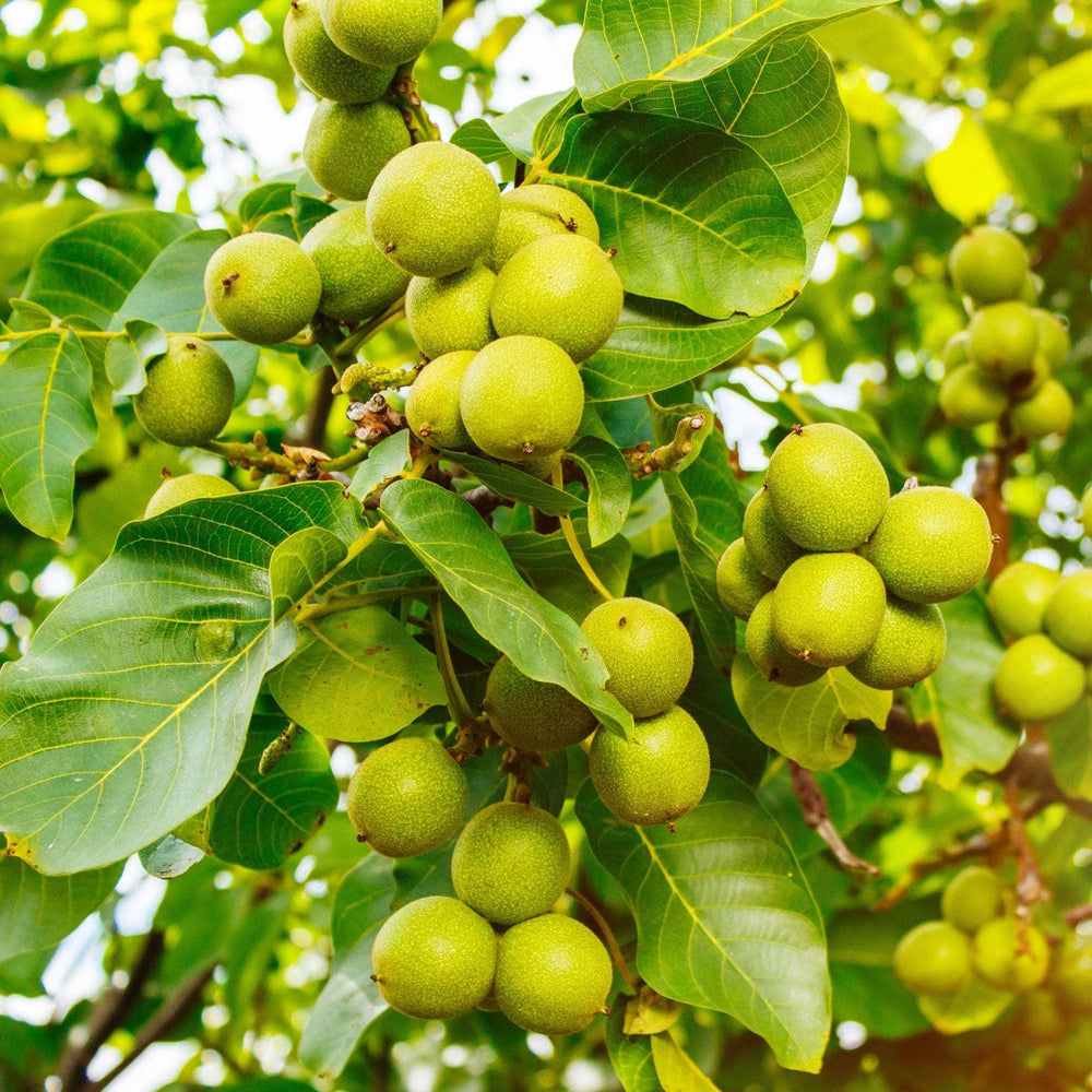 AcquaGarden Walnut Tree