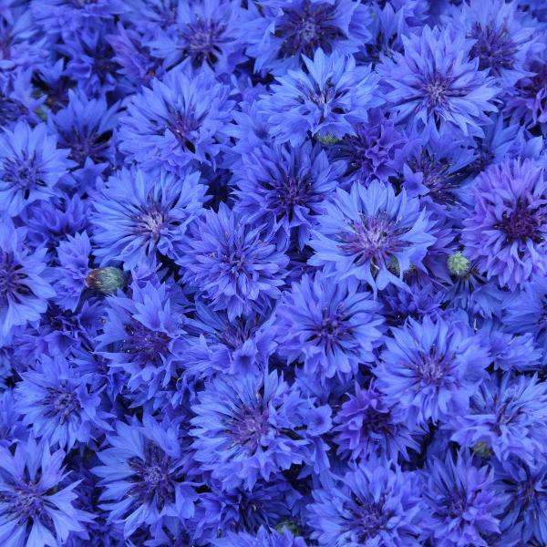 AcquaGarden wildflowers Cornflower