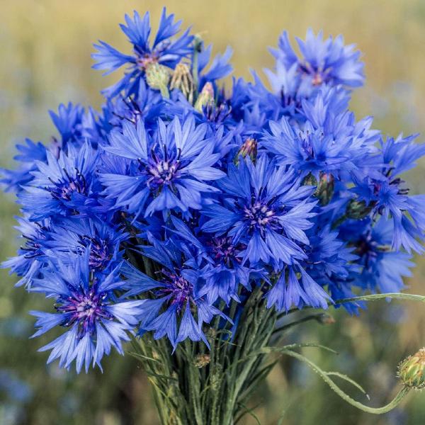 AcquaGarden wildflowers Cornflower