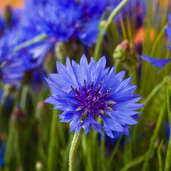 AcquaGarden wildflowers Cornflower