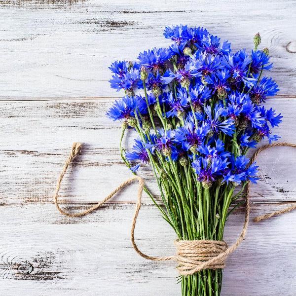 AcquaGarden wildflowers Cornflower