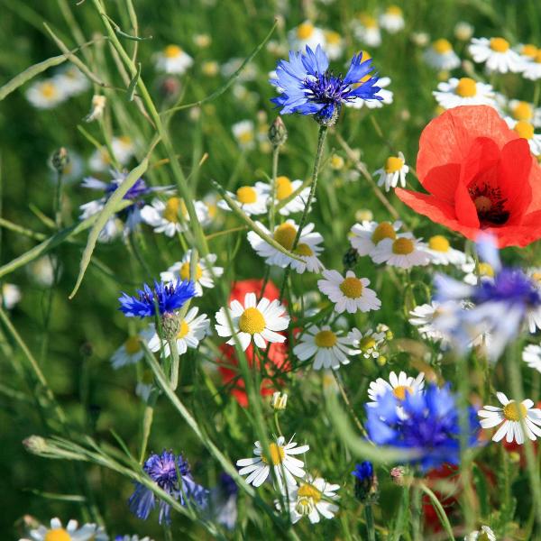 AcquaGarden wildflowers Cornflower