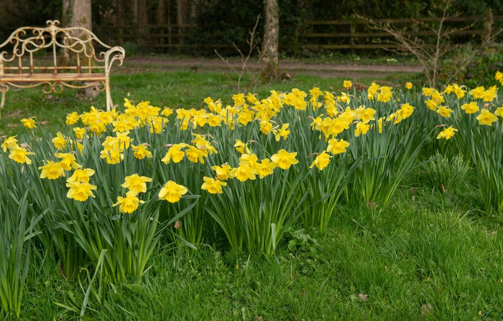 Daffodil 'King Alfred' - 10 x Pack - AcquaGarden