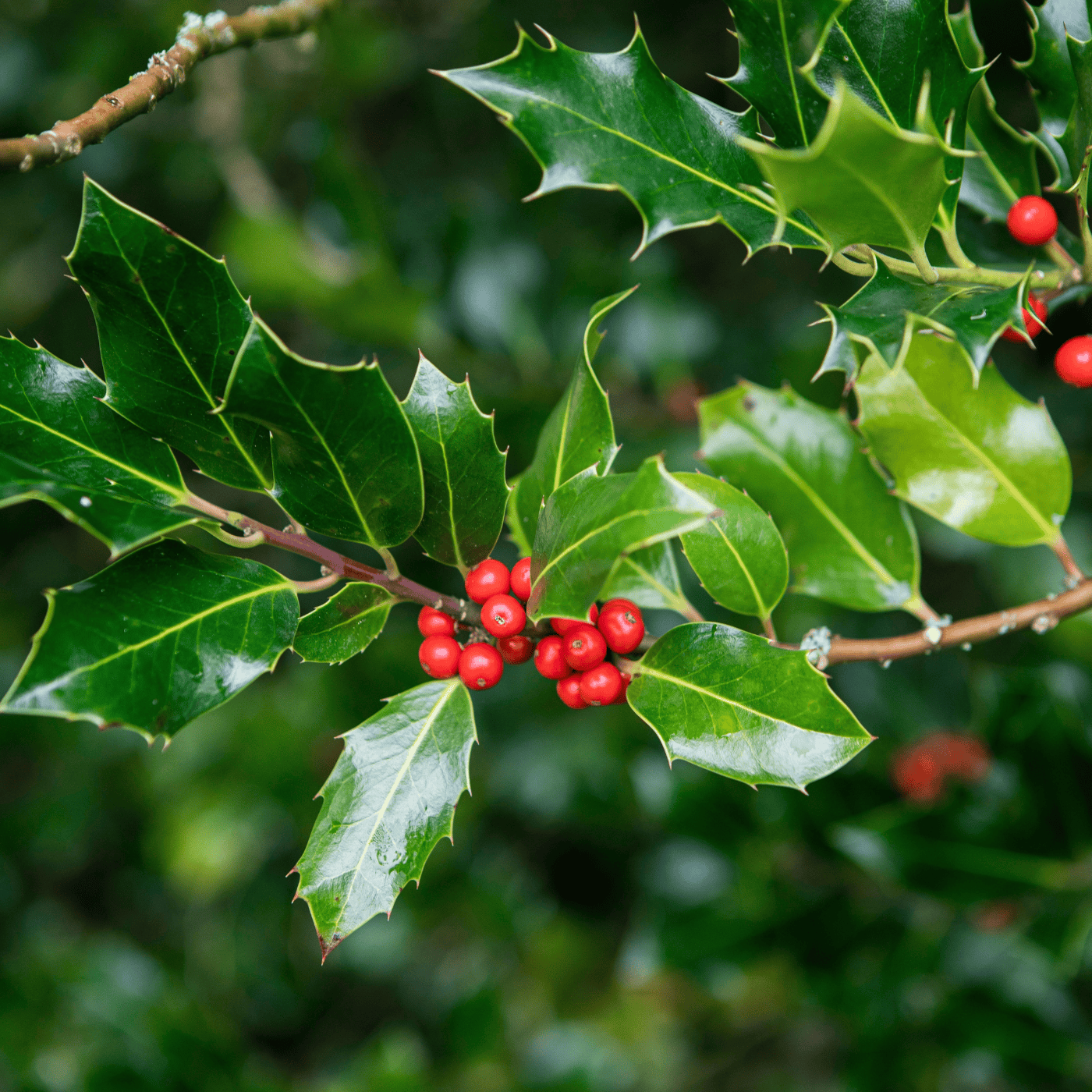 Close-up of holly leaves with red berries on a blurred green background