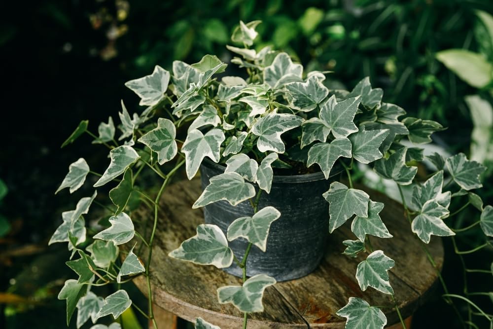 Garden Perennial - Ivy 'Silver Variegated' - 4 x Full Plant Pack