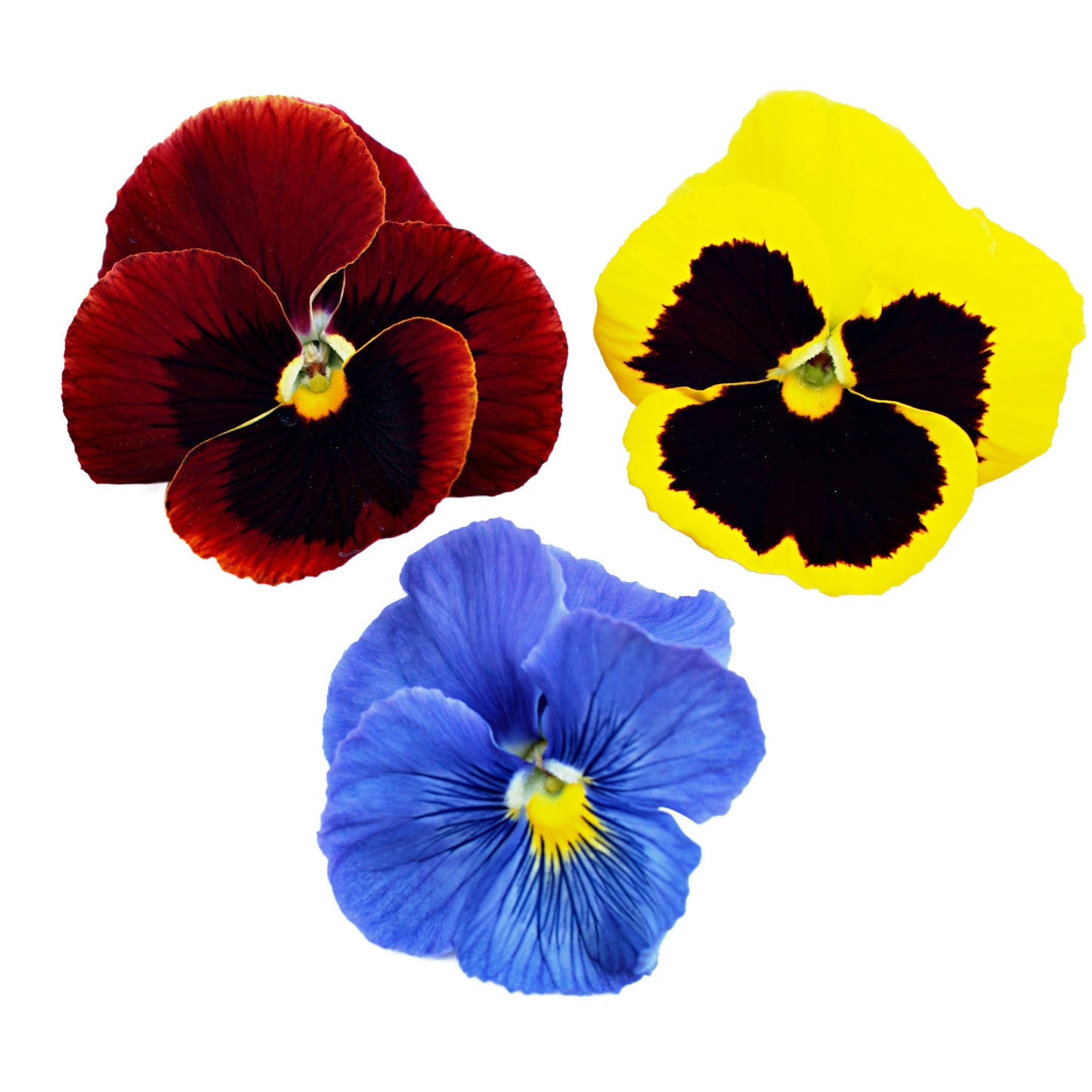 Pansy 'Delta Mix' - Full Plant Packs
