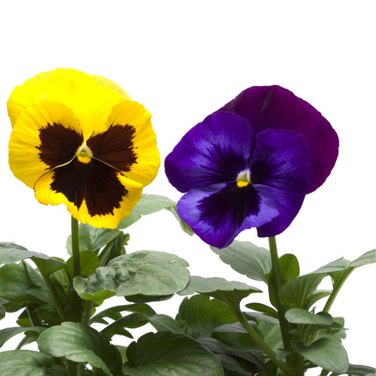 Pansy 'Multi-Colours' - 20 x Full Plant Pack