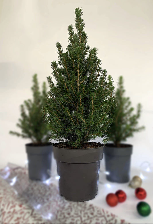 Christmas Tree - Live Potted Pine Tree - Miniature Spruce 'Picea Glauca' - 1 x Full Plant in 15cm Pot