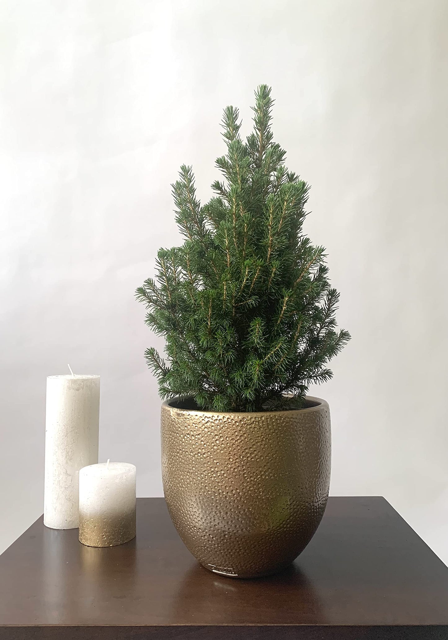 Christmas Tree - Live Potted Pine Tree - Miniature Spruce 'Picea Glauca' - 1 x Full Plant in 15cm Pot