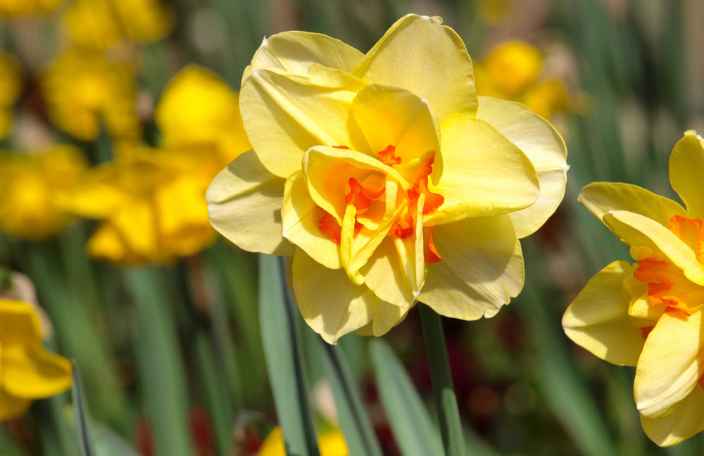 Spring Bulbs - Daffodil 'Double Mixed' - 12 x Premium Bulb Pack