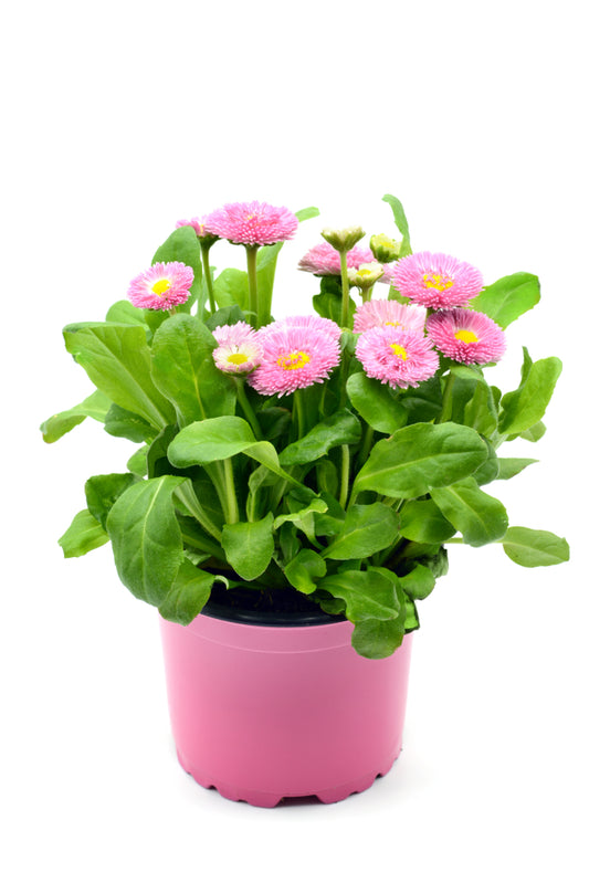 Bellis - Daisy 'Rose' - 6 x Full Plants in 9cm Pots