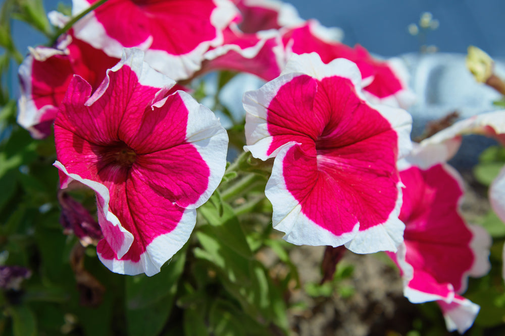 Petunia 'Candy Picotee Red' - 20 x Full Plant Pack