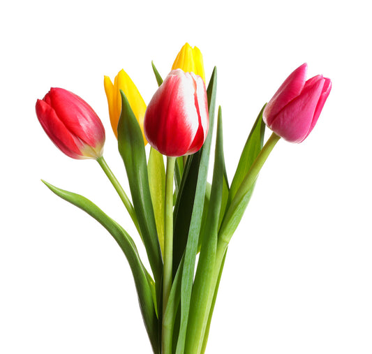 Spring Bulbs - Tulips 'Mixed' - 12 x Bulb Pack - Premium Quality Bulbs