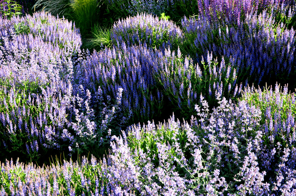 Lavender 'Blue Star' - Full Plants in 1 Litre Pots