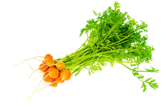 Carrot 'Atlas' - 12 x Full Plant Pack