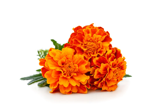 Marigold 'French Mix' - 20 x Full Plant Pack