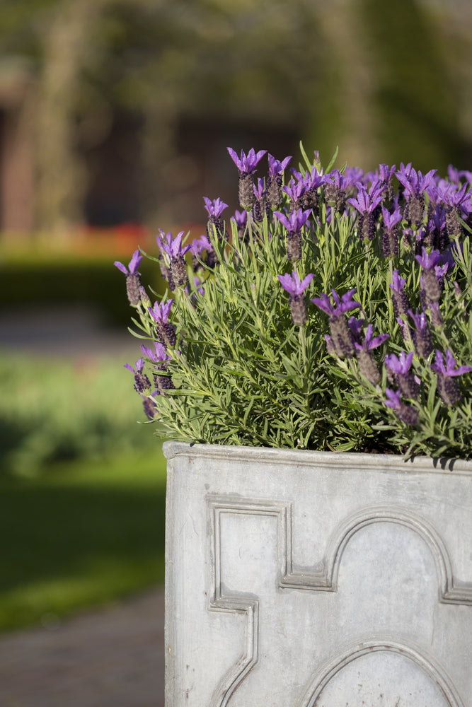 Lavender Plants - 'Fathead' - 3 x Full Plants in 9cm Pots