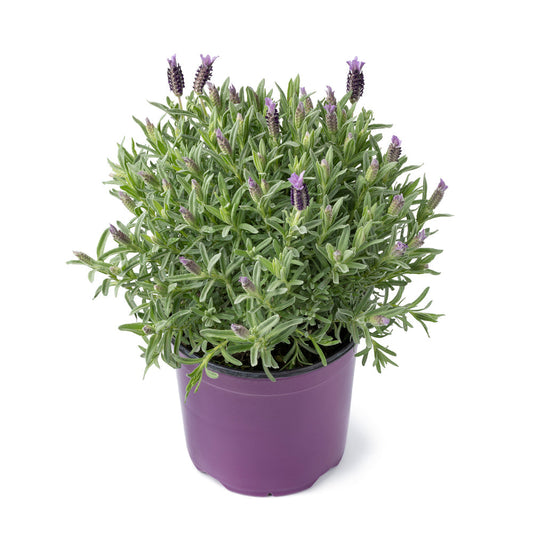 Lavender 'Fathead' - Full Plants in 9cm Pots