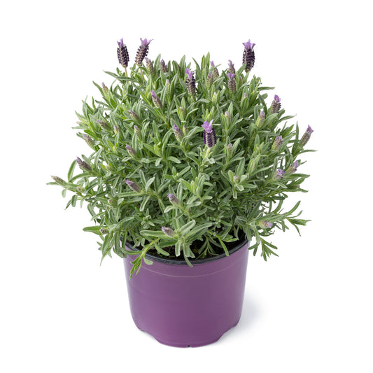 Lavender Plants - 'Fathead' - 2 x Full Plants in 9cm Pots