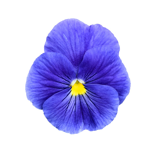 Pansy 'All The Blues' Mix - 20 x Full Plant Pack