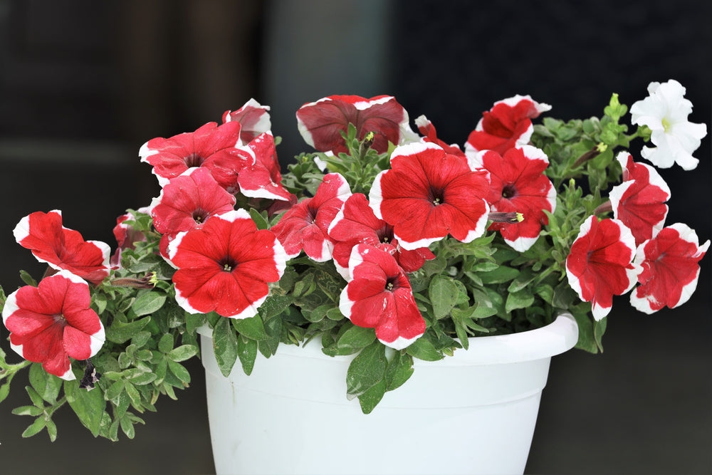 Petunia 'Candy Picotee Red' - 20 x Full Plant Pack