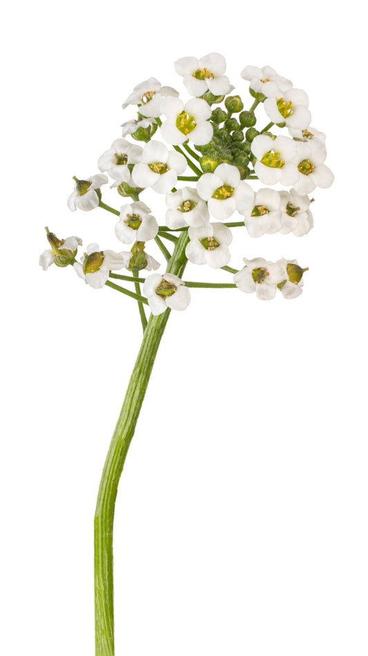 Alyssum 'Wonderland White' - 20 x Full Plant Pack