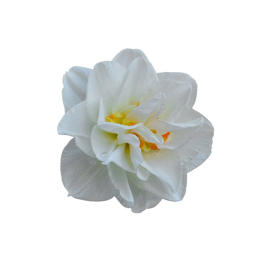 Spring Bulbs - Daffodil 'Double Mixed' - 48 x Premium Bulb Pack
