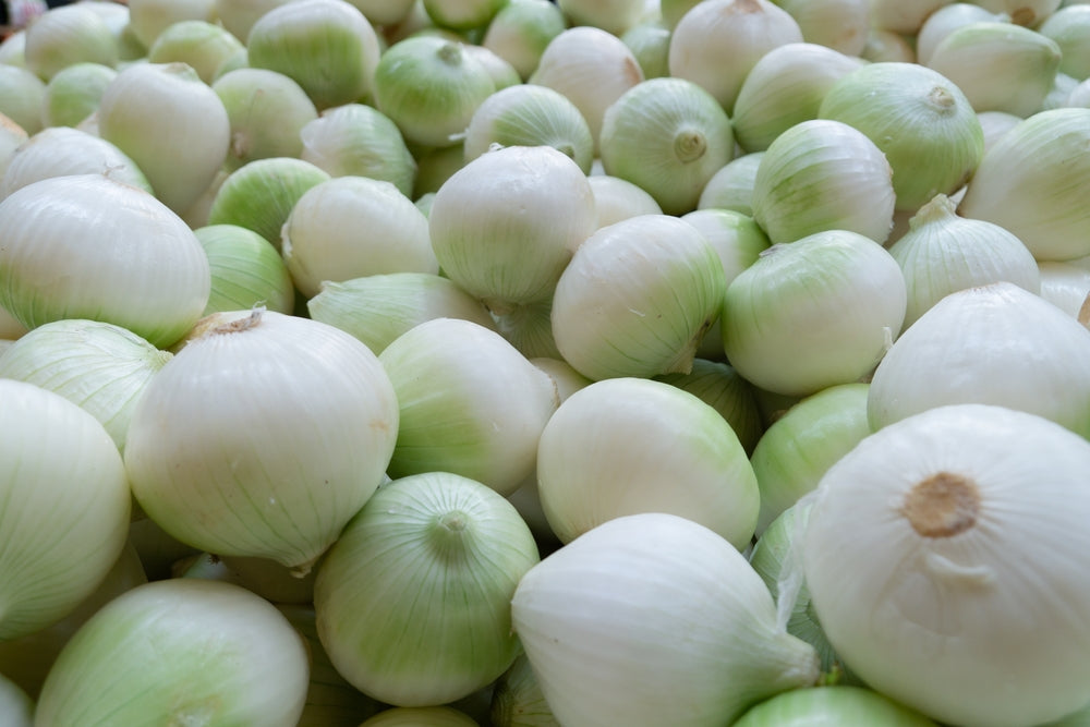 Onion 'White Bulb' - 36 x Full Plant Pack