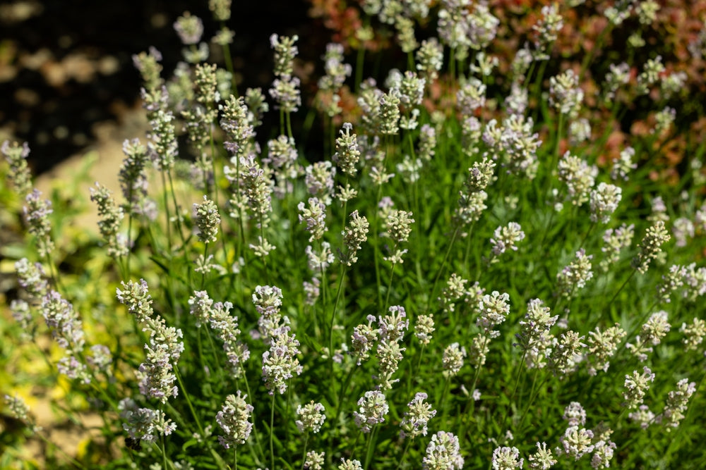 Lavender 'Edelweiss' - Full Plants in 1 Litre Pots