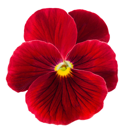 Pansy 'Pure Red' - 6 x Full Plant Pack